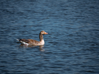 Gans im Wasser