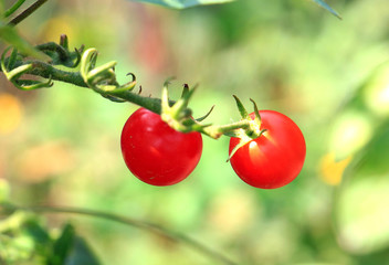 ripe cherry tomatoes