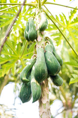Focus papaya fruit  on tree from bottom view background. Asian superfruit. Tropical fruits. image for background, wallpaper and copy space. Tree papaya. Raw papaya on tree.