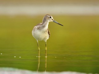 The common greenshank (Tringa nebularia) on lakeshore