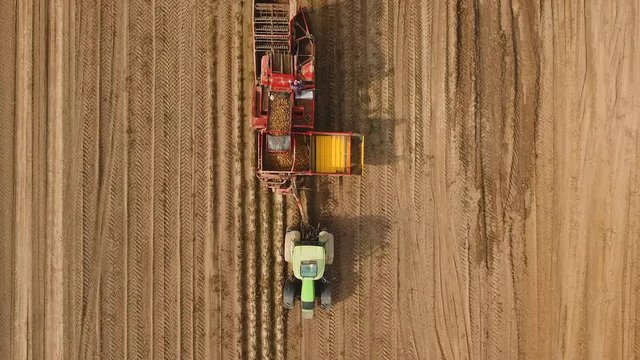 Farm machinery harvesting potatoes. Farmer field with a potato crop. 4K, aerial footage.