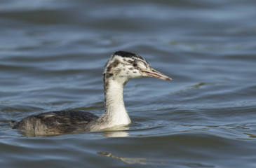 Young Great Crested Grebe 