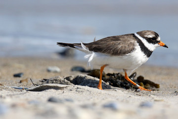 Sandregenpfeifer beim Strandspaziergang