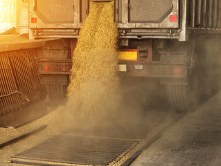A truck unloads grain at a grain storage and processing plant, a grain storage facility, landing...