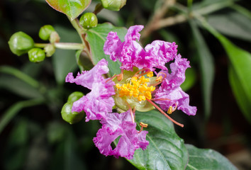 Kräuselmyrten-Blüte