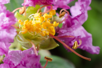 Kräuselmyrte, Pollen der Blüte (macro-crop)