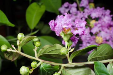 Fototapeta premium Kräuselmyrte, Blütenknospen beginnen sich zu öffnen