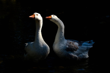 Gänsepaar an einem Sommerabend.