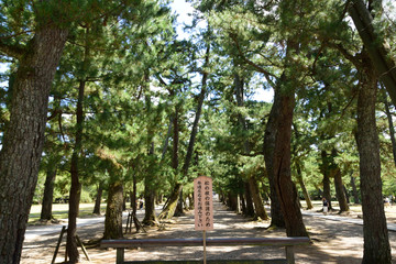 出雲大社の参道