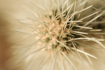 Close ups of various cactus found in the Sonoran Desert in Arizona