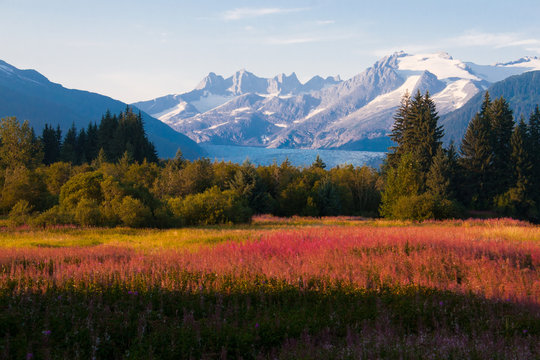 Juneau, Alaska. Mendenhall Glacier Viewpoint with Fireweed in bloom.