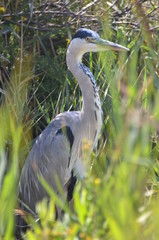 airone cinerino
