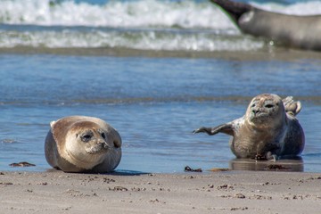 Fototapeta premium Seehunde in Helgoland