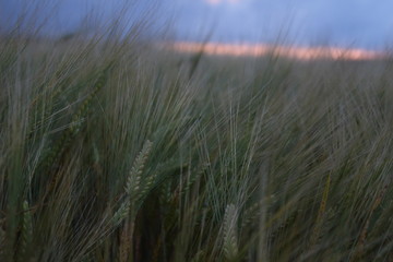 Fototapeta premium Field against evening sky