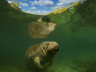sea cow or dugong or manatee swim in crystal clear river  and with reflection on top with clouds on...