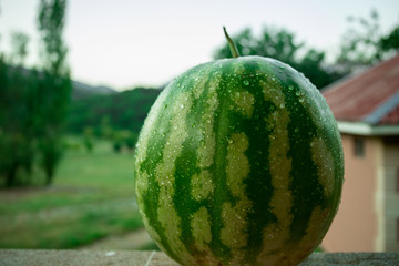 Green watermelon on grass or growing watermelon in garden.
