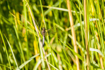 Libellula tra le canne di bambù
