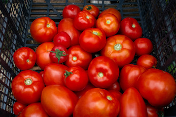 Fresh ripe organic healthy tomatoes being stocked in plastic boxes