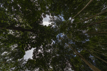 Deep and compact rain forest, primitive forest unchanged or modified by human in Malaysia