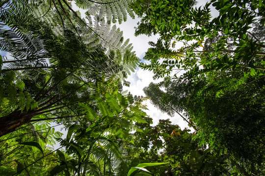 Fototapeta Deep and compact rain forest, primitive forest unchanged or modified by human in Malaysia