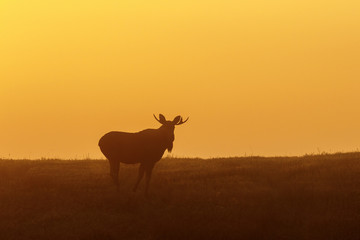 Predawn light with a bull moose in a meadow