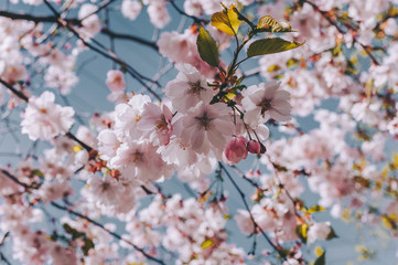 Sakura Flowers 2