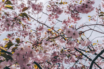 Sakura Flowers 1