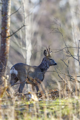 Roe deer buck in the forest