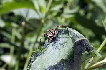 Close-up of a spider (pisaura mirabilis) on a sheet of tangled w