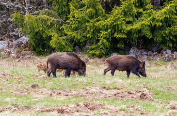 Wild boars looking for something to eat on a meadow at the forest edge