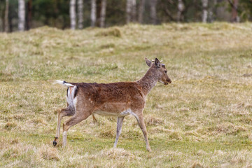Naklejka na ściany i meble Fallow deer on a meadow at spring