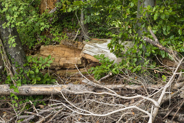 Obraz premium Ecorce d'arbre