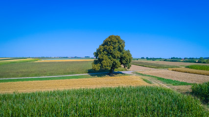 Luftaufnahme einer großen Linde auf dem Feld