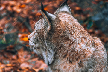 Lynx cat