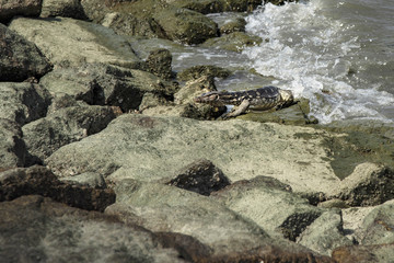 Medium size warrant lizard getting out from the sea toward warm rocks of Penang shore