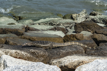 Medium size warrant lizard getting out from the sea toward warm rocks of Penang shore