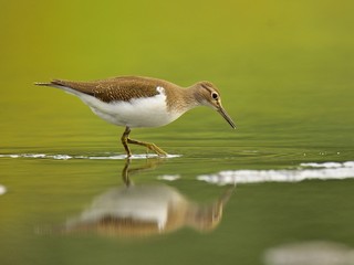 The common sandpiper (Actitis hypoleucos)