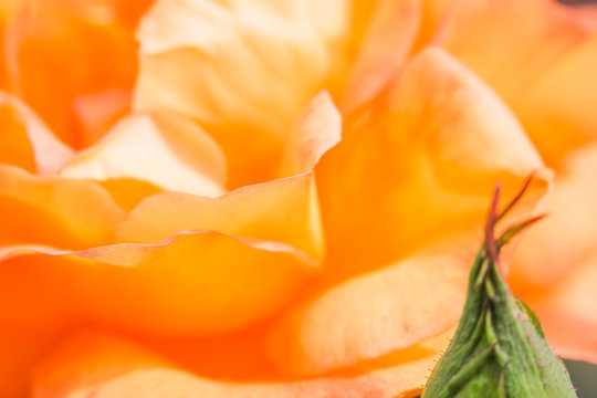 Close up photos of brightly colored flowers found while hiking in the desert in Arizona reminds one that yes, the desert can grow colorful flowers