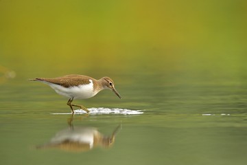 The common sandpiper (Actitis hypoleucos)