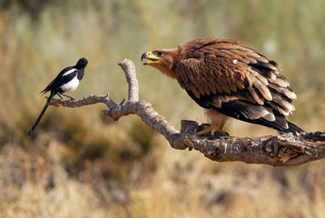 Young Spanish Imperial Eagle. Aquila adalberti