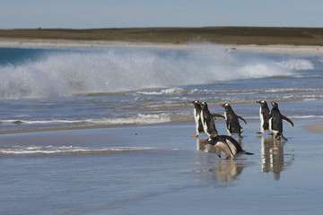 Gentoo Penguins (Pygoscelis papua) on a large sandy beach on Bleaker Island in the Falkland Islands.