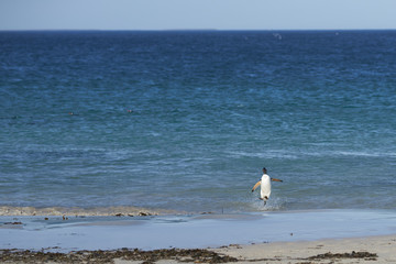 Gentoo Penguin (Pygoscelis papua) emerging from the sea onto a large sandy beach on Bleaker Island...