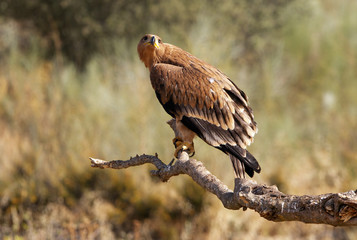Spanish Imperial Eagle. Aquila adalberti