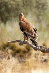 Inmature Spanish Imperial Eagle. Aquila adalberti