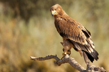 Young Spanish Imperial Eagle. Aquila adalberti