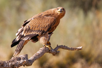 Spanish Imperial Eagle. Aquila adalberti