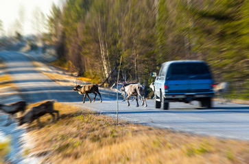 Naklejka premium Reindeers almost causing a collision on the road