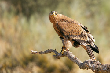 Young female of Spanish Imperial Eagle. Aquila adalberti