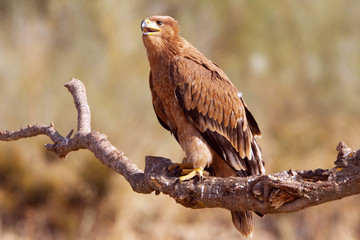 Young Spanish Imperial Eagle. Aquila adalberti
