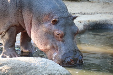 Nilpferd
